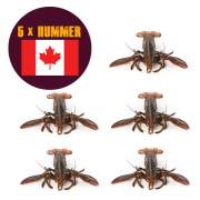 5 x Nova Scotia Hummer